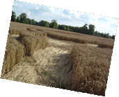 Crop Circles - The Enigma